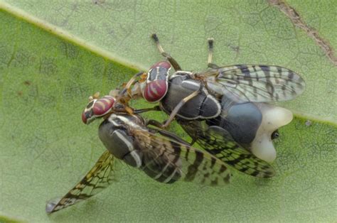 Sexually Aroused Male Flies Unable To Sleep Providing Clues To Sleep