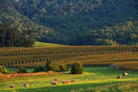 In Virginia Wine Country Theres A Whole Vineyard Of Pleasures To Be