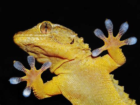 How Is The Gecko Changing The World Siowfa15 Science In Our World