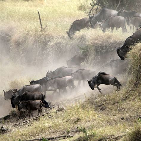 Serengeti Wildebeest Migration Explained With Moving Map