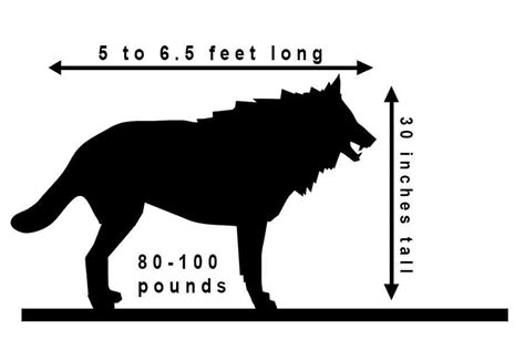 Wolf Size Comparison How Big Are Wolves Really