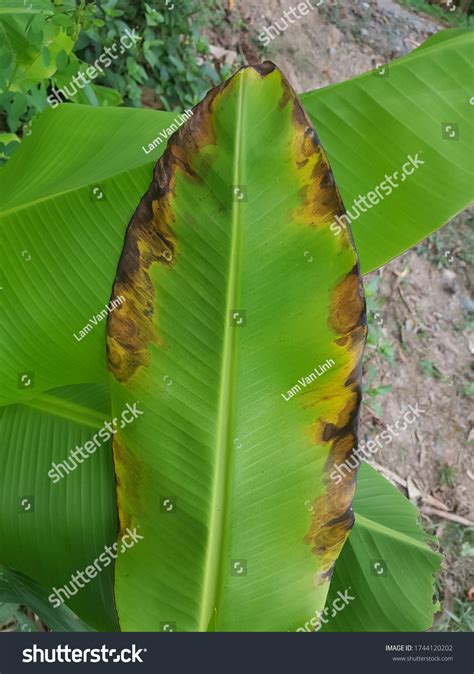 Anthracnose Disease On Banana Leaf Stock Photo 1744120202 Shutterstock