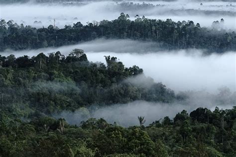 6 Taman Nasional Di Indonesia Sebagai Situs Warisan Dunia Unesco