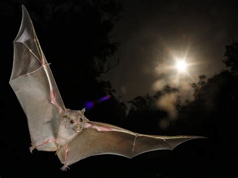 Primitive Form Of Navigation Found In Fruit Bats Science Aaas