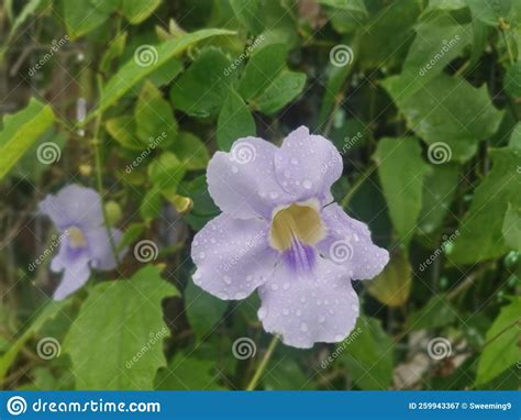 Beautiful Creeping Thunbergia Grandiflora Vine Flower Stock Image