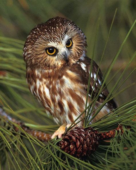 A Gorgeous Image Of This Northern Saw Whet Owl In Michigan Usa By Greg