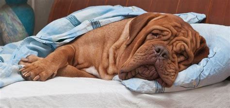 How Many Hours A Day Do Dogs Sleep Playbarkrun