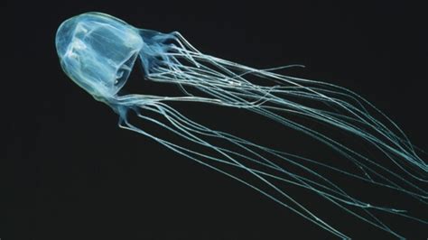 Teenager Dies After Being Stung By A Box Jellyfish In Australia Ctv News
