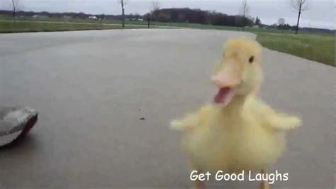 Hilarious Little Duck Is Following Man Funny Video Ggl Youtube