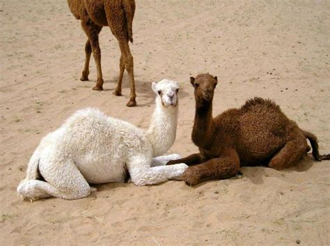 It is this fact that they live off when food and liquid are scarce. Pin on Nature - Amazing Animals