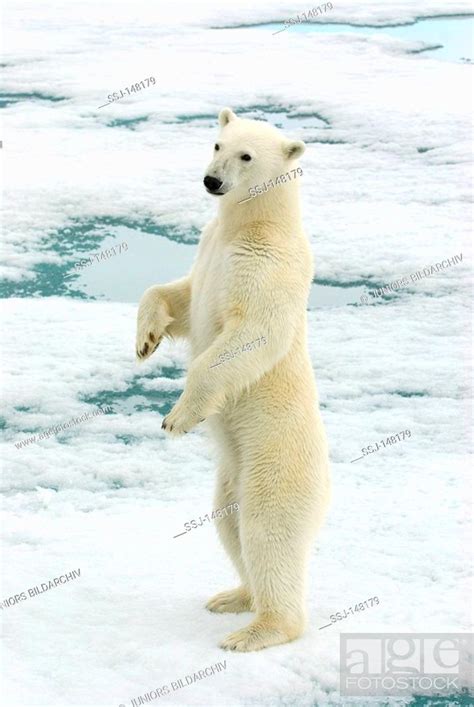Polar Bear Standing On Hind Legs Ursus Maritimus Stock Photo