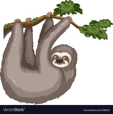 Sloth Royalty Free Vector Image Vectorstock