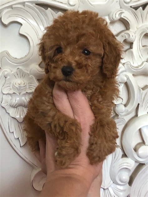 Toy Poodle Full Grown Apricot Wow Blog