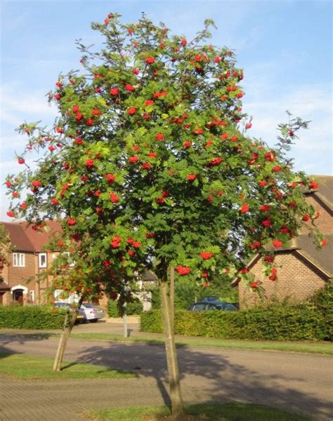 Rowan Tree Guide Uk Common Rowan Tree Identification