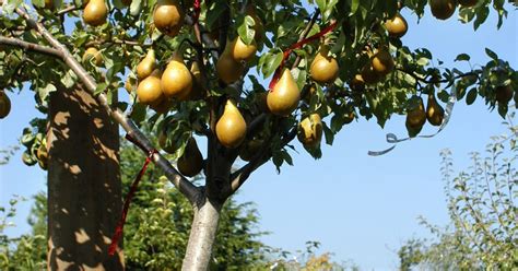 Its Time To Plant Fruit Trees — Heres How To Best Establish Them