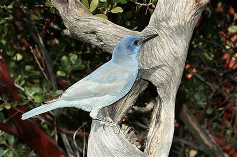 Pinyon Jay