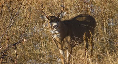 Sitka Blacktail Deer Hunting In Alaska Alaska Outdoors Supersite