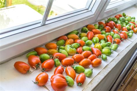 4 Easy Ways To Ripen Green Tomatoes Indoors Farmers Almanac