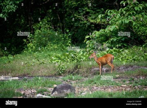 Female Red Or Common Muntjac Deer Muntiacus Muntjac Also Known As A