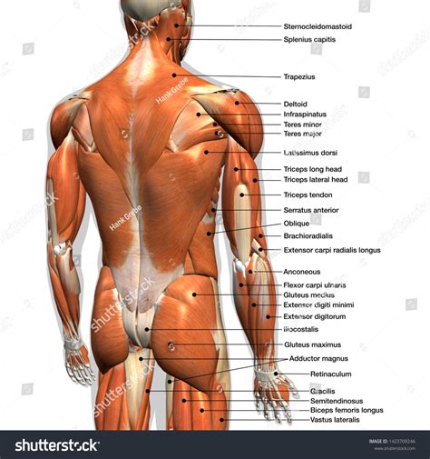 male back muscle anatomy
