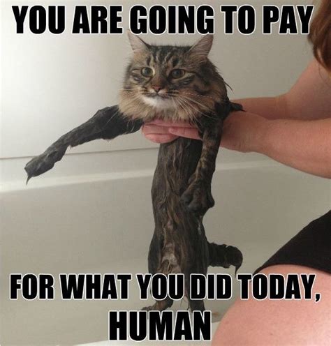 17 Best Images About Funny Cat Captions Смешные