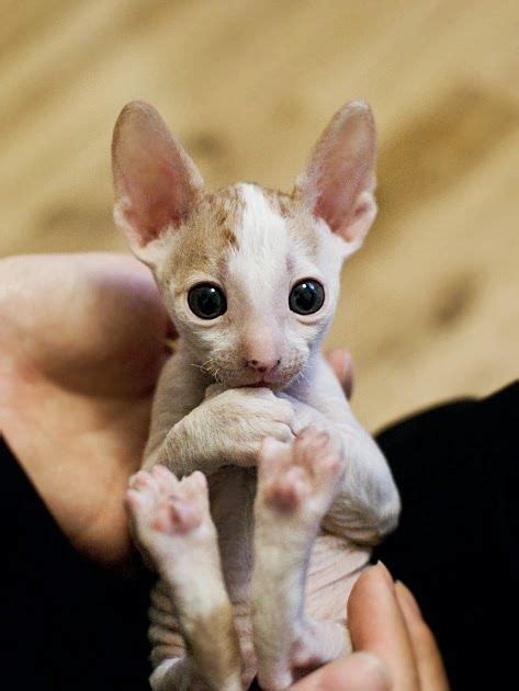Cornish Rex Kittens For Sale Melbourne Belinda Berubes Coloring Pages