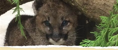 Orphaned Cougar Cub Not Out Of The Woods Yet