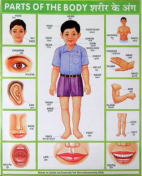 तामिल और इंग्लिश में शरीर के अंगों का नाम, name of body parts in tamil to english & hindi language with images / pictures. Pin on Indian school posters