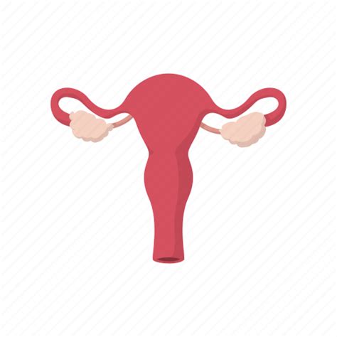 Cartoon Cervix Female Medical Ovary Uterus Vagina Icon My Xxx Hot Girl