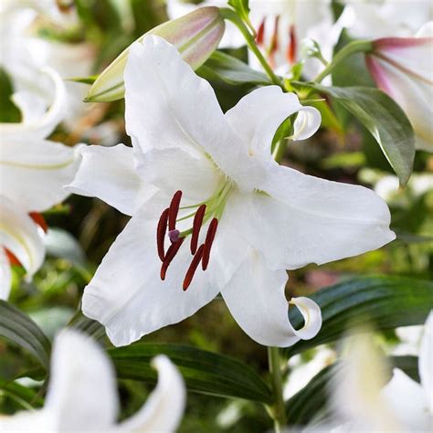 Casa Blanca Oriental Lily Bulbs Lilium American Meadows