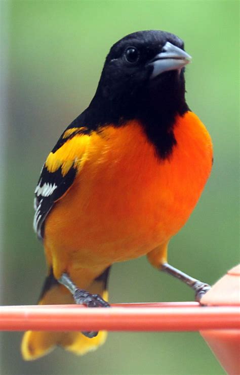 The State Bird Of Maryland Is The Baltimore Oriole Pretty Birds Love