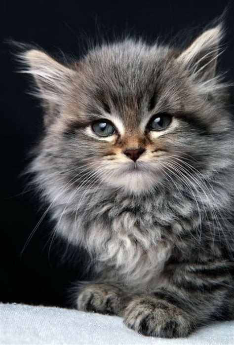 The Maine Coon Kitten The Purrfect Pet