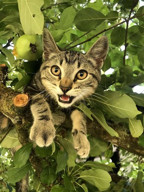 30 Cats Who Look Like They Were Raised By Birds