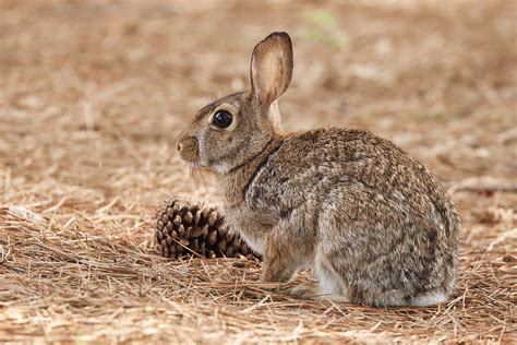 Cottontail Rabbits In Arkansas Yard Delights Steve Creek Wildlife