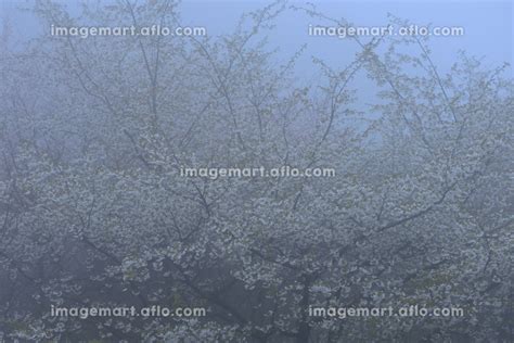 霧に咲く桜の写真素材 110248190 イメージマート