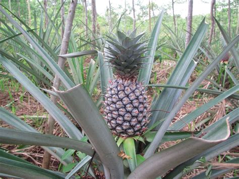 Marek Bialoglowys Blog Do Pineapples Grow On Trees