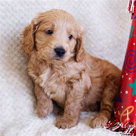 Our mini goldendoodle puppies for sale in north carolina are bred for size! Teacup Goldendoodle - Mini Goldendoodle & Medium ...