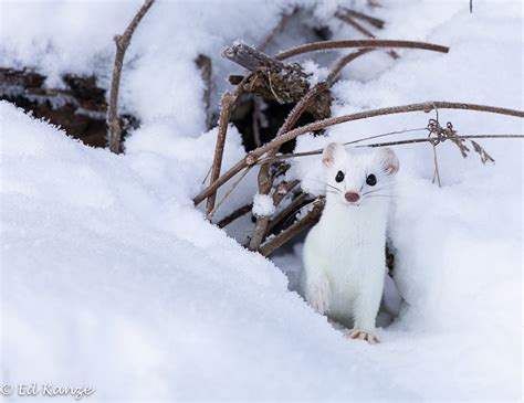 A Weasel In Whiteface — Ed Kanze Naturalist And Adirondack Guide