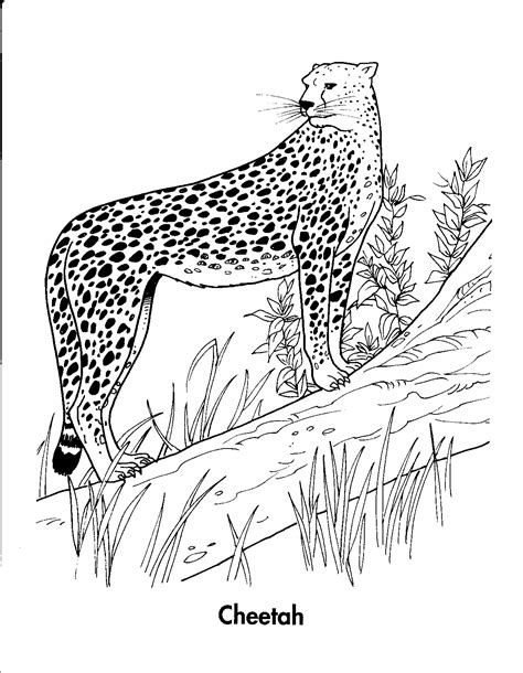 71 Baby Cheetah Coloring Pages Just Kids