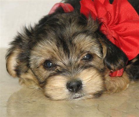 We're very happy to have coupon code submitted by customers. Morkie - I wantz! | Morkie puppies, Shorkie puppies, Puppies