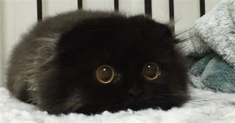 Meet Gimo The Cat With The Biggest Eyes Ever