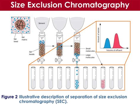 Can Dialysis Be Considered Size Exclusion Chromatography Steve Gallik