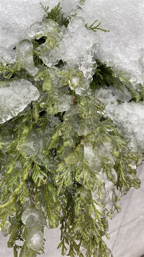 Frozen Plants Winter Snow Cold Stock Image Image Of Cold Freezing