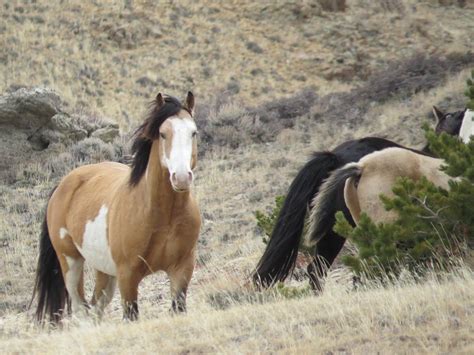 Dreamhorse.com buckskin mustang mare, 2015 dun buckskin champagne 14 1 h sportpony mare 4 socks in washington. Buckskin Mustang / Goliath 2 Buckskin Mustang Hengst 85 X ...