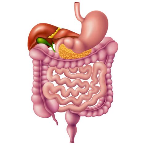 Royalty Free Human Digestive System Clip Art Vector Images