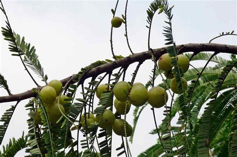 Most Profitable Fruit Farming In India A Good Tree