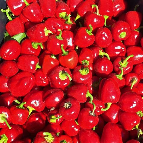 Pepper Miniature Red Bell Deep Harvest Farm