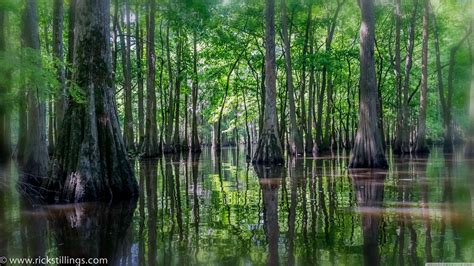 Swamp Wallpapers Top Free Swamp Backgrounds Wallpaperaccess
