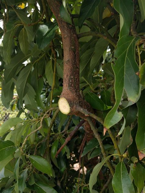 Pruning avocado trees to keep them small - Greg Alder's ...