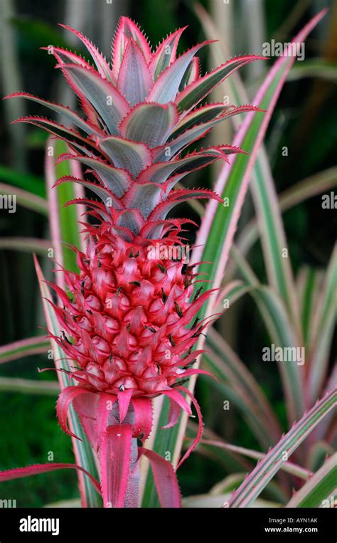 Red Ornamental Variegated Pineapple Fruit Stock Photo Alamy